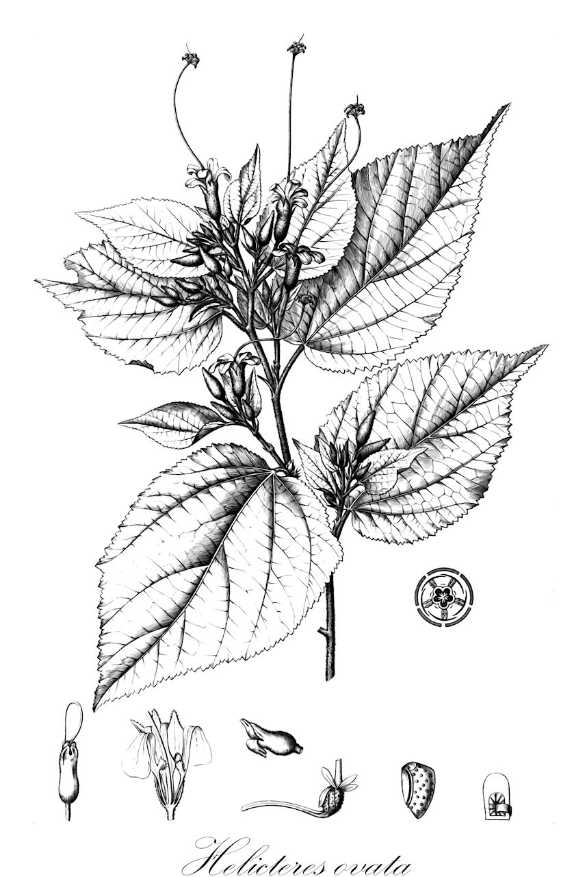 Helicteres ovata - Malvaceae,Plantae,Pteridobiotina,Angiosperms,Malvales,Malvaceae,Helicteres,Helicteres ovata,Helicteres brasiliensis, Helicteres ferruginata, Helicteres martiana, Helicteres verbascifolia, Helicteres verbascifolia