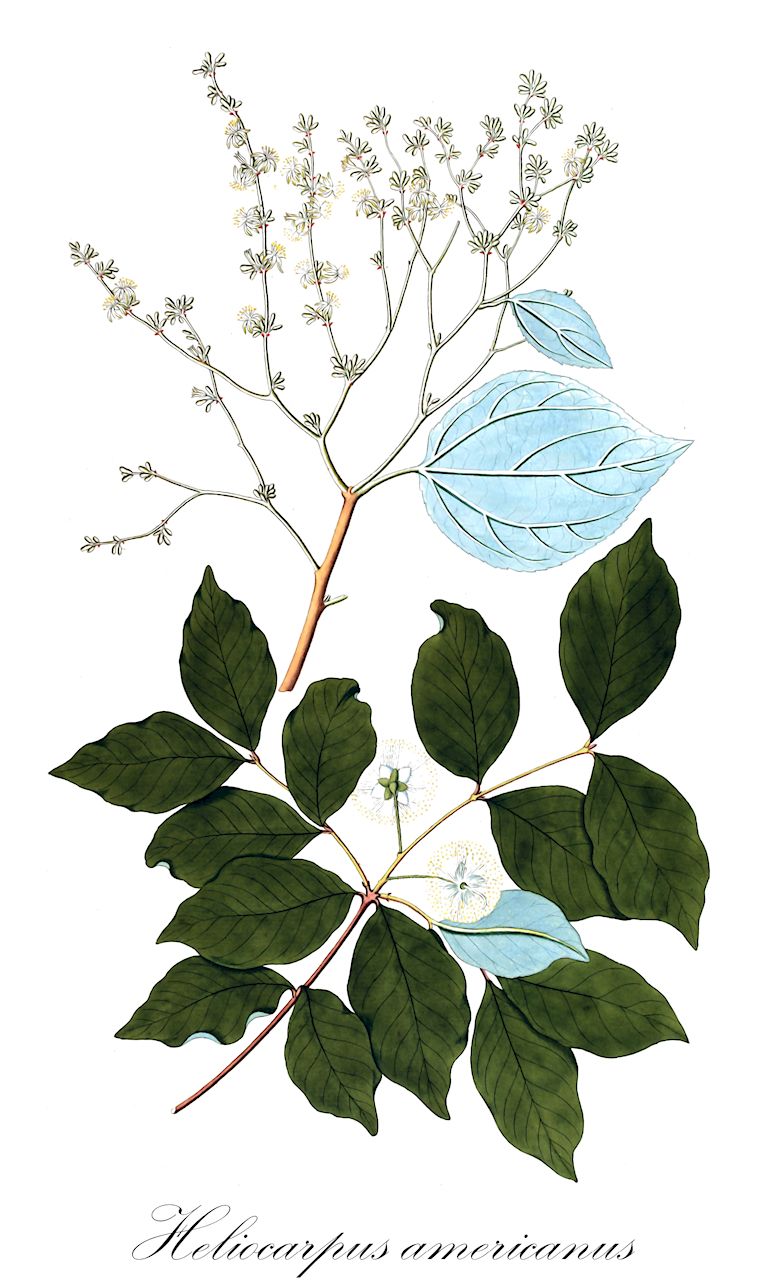 Heliocarpus americanus - Malvaceae,Plantae,Pteridobiotina,Angiosperms,Malvales,Malvaceae,Heliocarpus,Heliocarpus americanus,Heliocarpus americanus subsp. popayanensis, Heliocarpus americanus var. popayanensis, Heliocarpus americanus var. schumannii, Heliocarpus americanus var. typicus, Heliocarpus australis, Heliocarpus boliviensis, Heliocarpus costaricensis, Heliocarpus cuspidatus, Heliocarpus diclinus, Heliocarpus floribundus, Heliocarpus gentlei, Heliocarpus horridus, Heliocarpus nelsonii, Heliocarpus oblongifolius, Heliocarpus popayanensis, Heliocarpus popayanensis var. grandifolius, Heliocarpus popayanensis var. purdiei, Heliocarpus popayanensis var. schumannii, Heliocarpus popayanensis var. trichopoda, Heliocarpus rosei, Heliocarpus rudis, Heliocarpus stipulatus, Heliocarpus subtrilobus, Heliocarpus tomentosus, Heliocarpus trichopodus, Heliocarpus viridis
