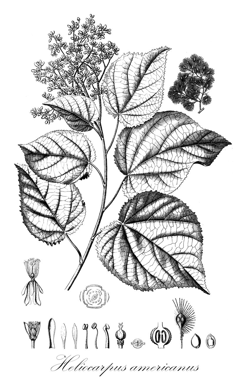 Heliocarpus americanus - Malvaceae,Plantae,Pteridobiotina,Angiosperms,Malvales,Malvaceae,Heliocarpus,Heliocarpus americanus,Heliocarpus americanus subsp. popayanensis, Heliocarpus americanus var. popayanensis, Heliocarpus americanus var. schumannii, Heliocarpus americanus var. typicus, Heliocarpus australis, Heliocarpus boliviensis, Heliocarpus costaricensis, Heliocarpus cuspidatus, Heliocarpus diclinus, Heliocarpus floribundus, Heliocarpus gentlei, Heliocarpus horridus, Heliocarpus nelsonii, Heliocarpus oblongifolius, Heliocarpus popayanensis, Heliocarpus popayanensis var. grandifolius, Heliocarpus popayanensis var. purdiei, Heliocarpus popayanensis var. schumannii, Heliocarpus popayanensis var. trichopoda, Heliocarpus rosei, Heliocarpus rudis, Heliocarpus stipulatus, Heliocarpus subtrilobus, Heliocarpus tomentosus, Heliocarpus trichopodus, Heliocarpus viridis