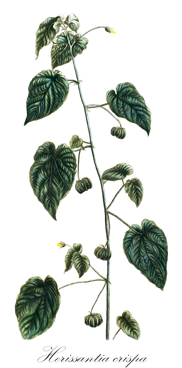 Herissantia crispa - Malvaceae,Plantae,Pteridobiotina,Angiosperms,Malvales,Malvaceae,Herissantia,Herissantia crispa,Abutilon crispum, Abutilon crispum var. imberbe, Abutilon crispum var. svensonii, Abutilon imberbe, Abutilon neurocarpum, Abutilon sessilifolium, Abutilon trichodum, Bastardia crispa, Beloere crispa, Bogenhardia crispa, Gayoides crispum, Gayoides imberbe, Gayoides imberbis, Herissantia trichoda, Napaea crispa, Pseudobastardia crispa, Sida amplexicaulis, Sida crispa, Sida gracilis, Sida imberbis, Sida lasiostega, Sida retrofracta, Sida sessilifolium, Sida sessilis, Sida trichoda