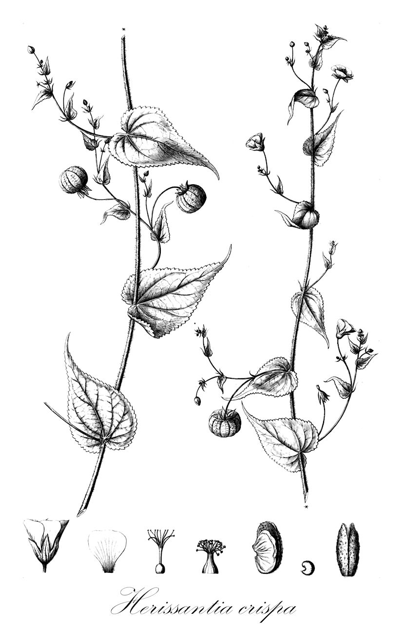 Herissantia crispa - Malvaceae,Plantae,Pteridobiotina,Angiosperms,Malvales,Malvaceae,Herissantia,Herissantia crispa,Abutilon crispum, Abutilon crispum var. imberbe, Abutilon crispum var. svensonii, Abutilon imberbe, Abutilon neurocarpum, Abutilon sessilifolium, Abutilon trichodum, Bastardia crispa, Beloere crispa, Bogenhardia crispa, Gayoides crispum, Gayoides imberbe, Gayoides imberbis, Herissantia trichoda, Napaea crispa, Pseudobastardia crispa, Sida amplexicaulis, Sida crispa, Sida gracilis, Sida imberbis, Sida lasiostega, Sida retrofracta, Sida sessilifolium, Sida sessilis, Sida trichoda
