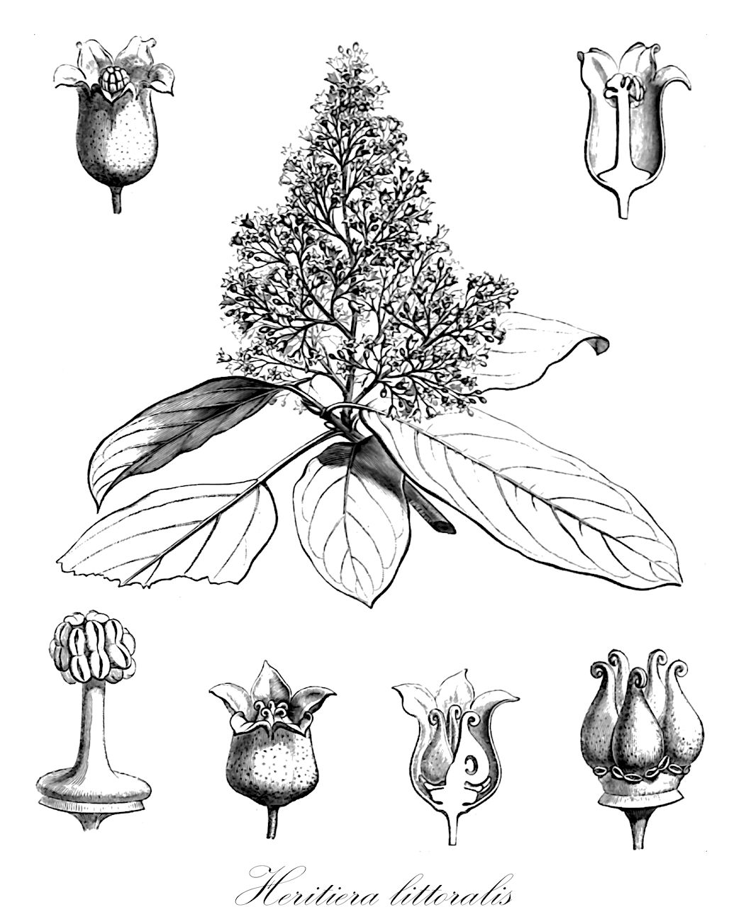 Heritiera littoralis - Malvaceae,Plantae,Pteridobiotina,Angiosperms,Malvales,Malvaceae,Heritiera,Heritiera littoralis,Amygdalus litoralis, Balanopteris minor, Balanopteris tothila, Heritiera fischeri, Heritiera littoralis subsp. littoralis, Heritiera littoralis subsp. ralima, Heritiera tothila, Samadera littoralis, Sutherlandia littoralis, Systemon fischeri