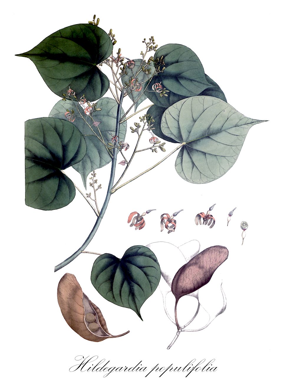 Hildegardia populifolia - Malvaceae,Plantae,Pteridobiotina,Angiosperms,Malvales,Malvaceae,Hildegardia,Hildegardia populifolia,Clompanus populifolia, Firmiana populifolia, Hildegardia candollei, Sterculia candollei, Sterculia obtusifolia, Sterculia populifolia, Sterculia populifolia var. acutiuscula, Sterculia populnifolia