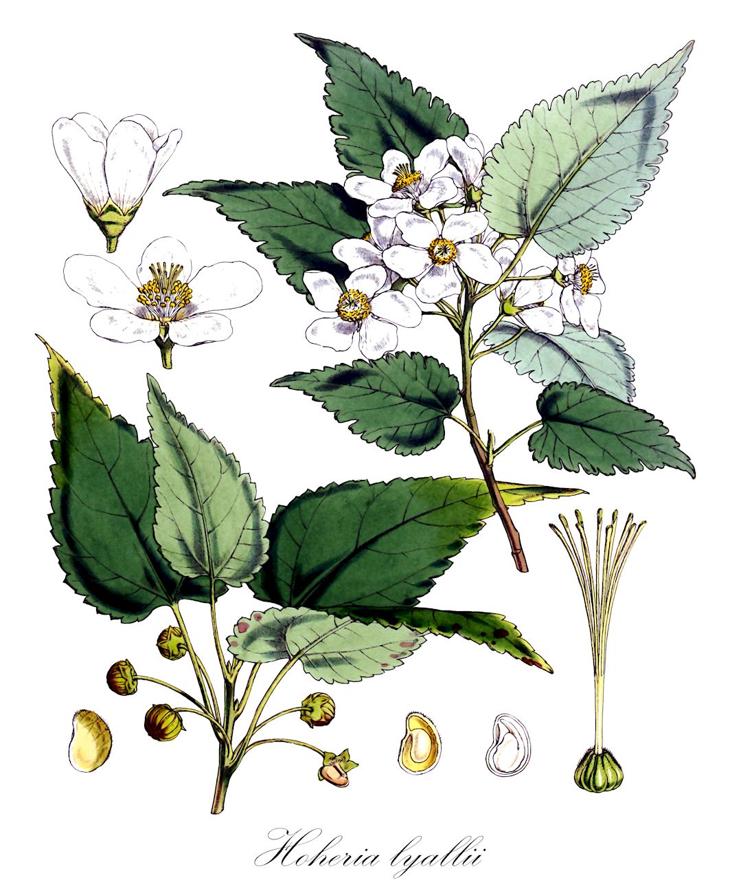 Hoheria lyallii - Malvaceae,Plantae,Pteridobiotina,Angiosperms,Malvales,Malvaceae,Hoheria,Hoheria lyallii,Gaya lyallii, Gaya lyallii var. ribifolia, Gaya ribifolia, Plagianthus lyallii, Plagianthus ribifoliua