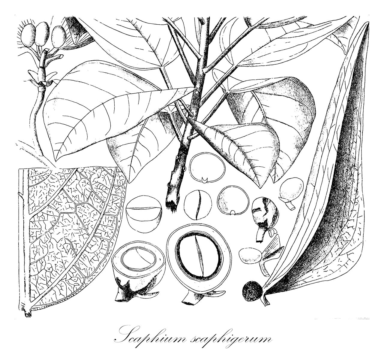 Scaphium scaphigerum - Malvaceae,Plantae,Pteridobiotina,Angiosperms,Malvales,Malvaceae,Scaphium,Scaphium scaphigerum,Clompanus scaphigera, Firmiana wallichii, Scaphium wallichii, Sterculia scaphigera