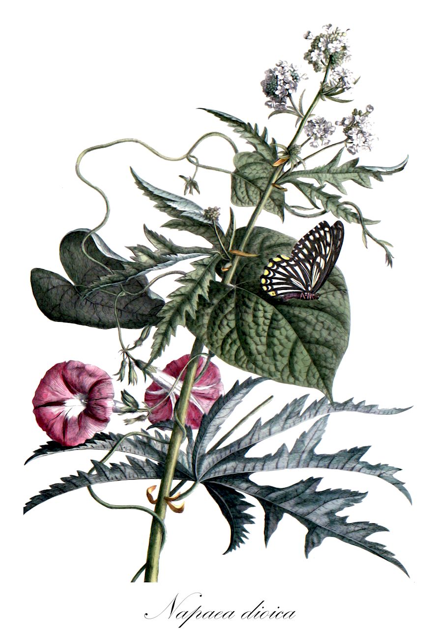 Napaea dioica - Malvaceae,Plantae,Pteridobiotina,Angiosperms,Malvales,Malvaceae,Napaea,Napaea dioica,Napaea dioecia, Napaea dioica f. dioica, Napaea dioica f. stellata, Napaea laevis, Napaea lobata, Napaea palmata, Napaea scabra, Schizoica laevis, Schizoica palmata, Sida dioica,glade mallow