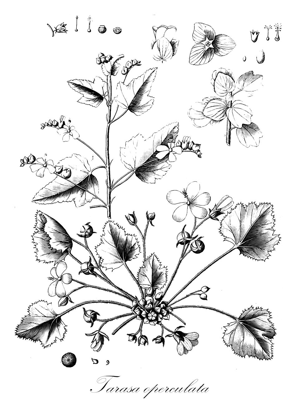 Tarasa operculata - Malvaceae,Plantae,Pteridobiotina,Angiosperms,Malvales,Malvaceae,Tarasa,Tarasa operculata,Malva operculata, Malva plumosa, Malvastrum operculatum, Malvastrum operculatum, Malvastrum plumosum, Malvastrum plumosum var. atacamense, Tarasa plumosa, Tarasa rahmeri