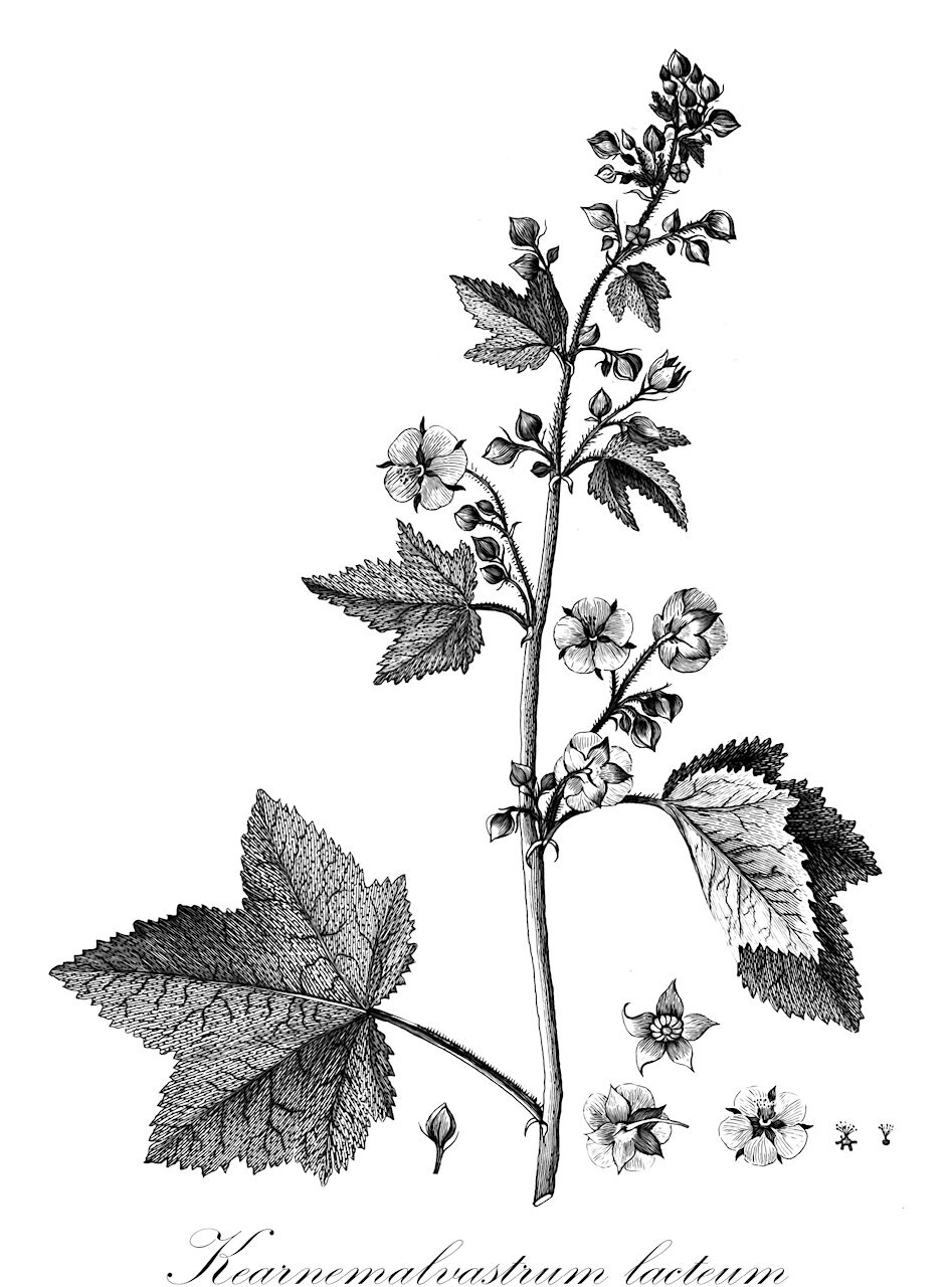 Kearnemalvastrum lacteum - Malvaceae,Plantae,Pteridobiotina,Angiosperms,Malvales,Malvaceae,Kearnemalvastrum,Kearnemalvastrum lacteum,Malva lactea, Malva vitifolia, Malvastrum lacteum, Malvastrum vitifolium, Malveopsis vitifolia, Sida schmitzii, Sphaeralcea lactea