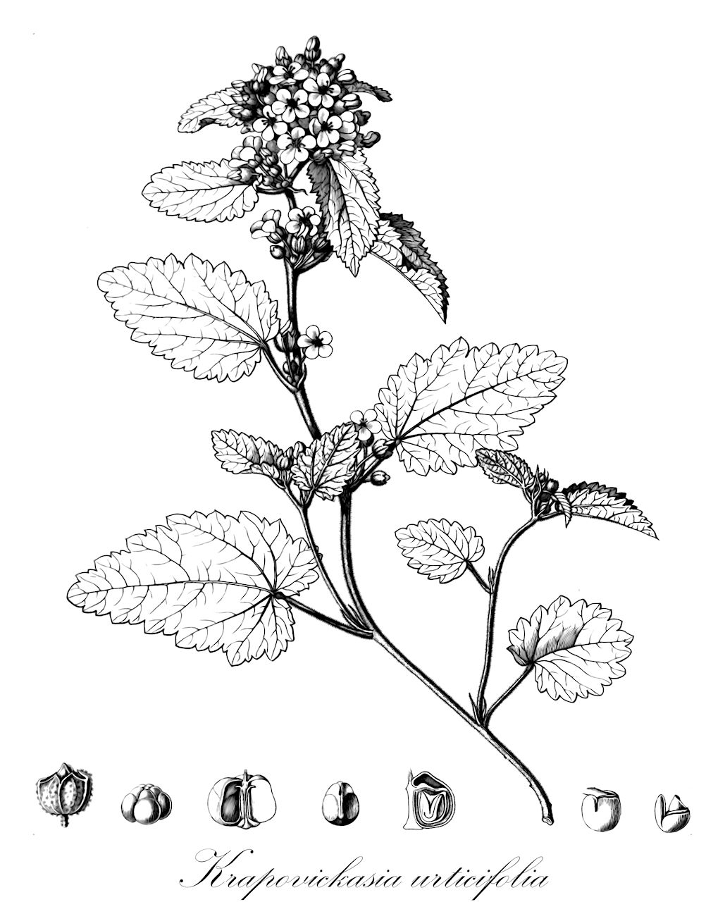 Krapovickasia urticifolia - Malvaceae,Plantae,Pteridobiotina,Angiosperms,Malvales,Malvaceae,Krapovickasia,Krapovickasia urticifolia,Physaliastrum urticifolium, Sida urticifolia