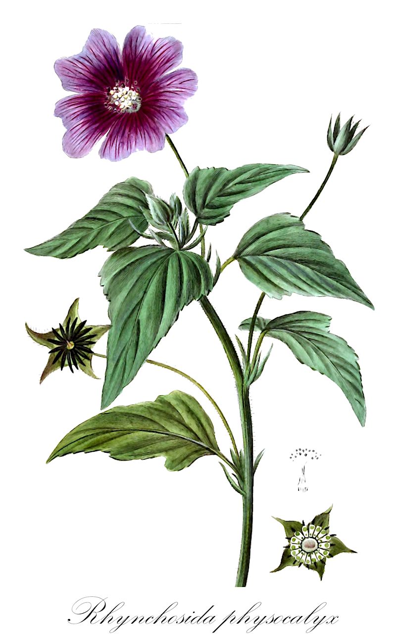Rhynchosida physocalyx - Malvaceae,Plantae,Pteridobiotina,Angiosperms,Malvales,Malvaceae,Rhynchosida,Rhynchosida physocalyx,Physalastrum physocalyx, Physaliastrum physocalyx, Sida inflata, Sida physocalyx,beaked sida;buffpetal