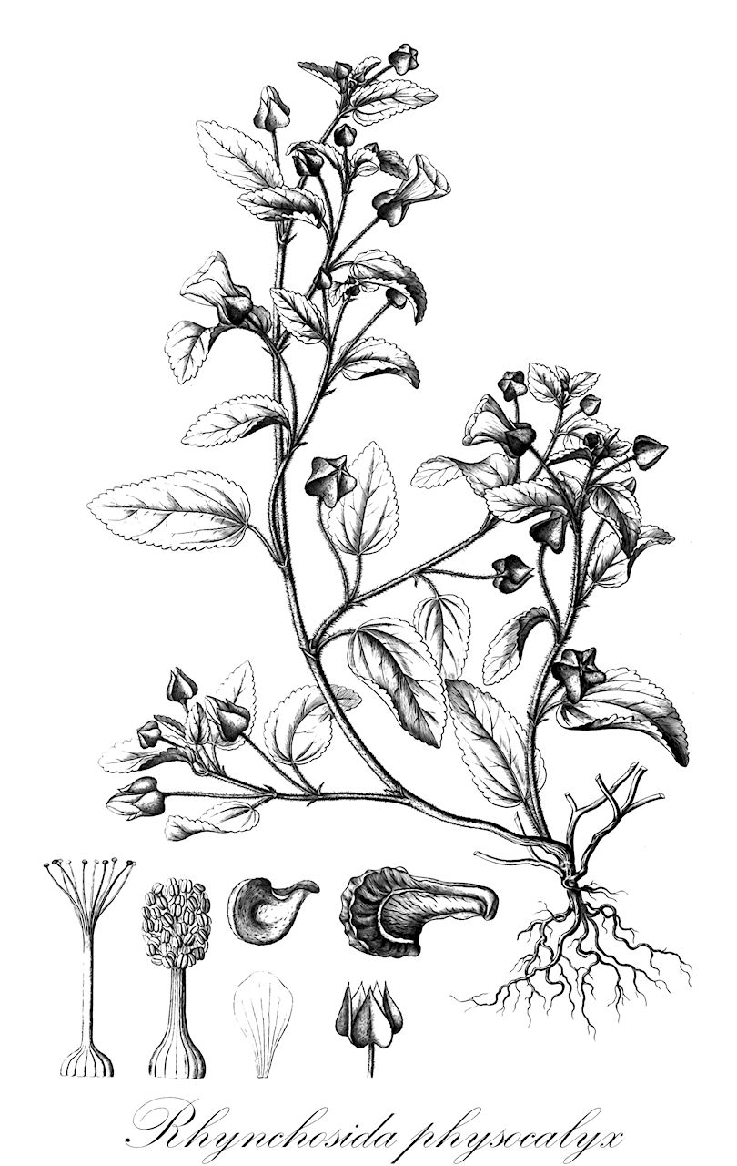 Rhynchosida physocalyx - Malvaceae,Plantae,Pteridobiotina,Angiosperms,Malvales,Malvaceae,Rhynchosida,Rhynchosida physocalyx,Physalastrum physocalyx, Physaliastrum physocalyx, Sida inflata, Sida physocalyx,beaked sida;buffpetal
