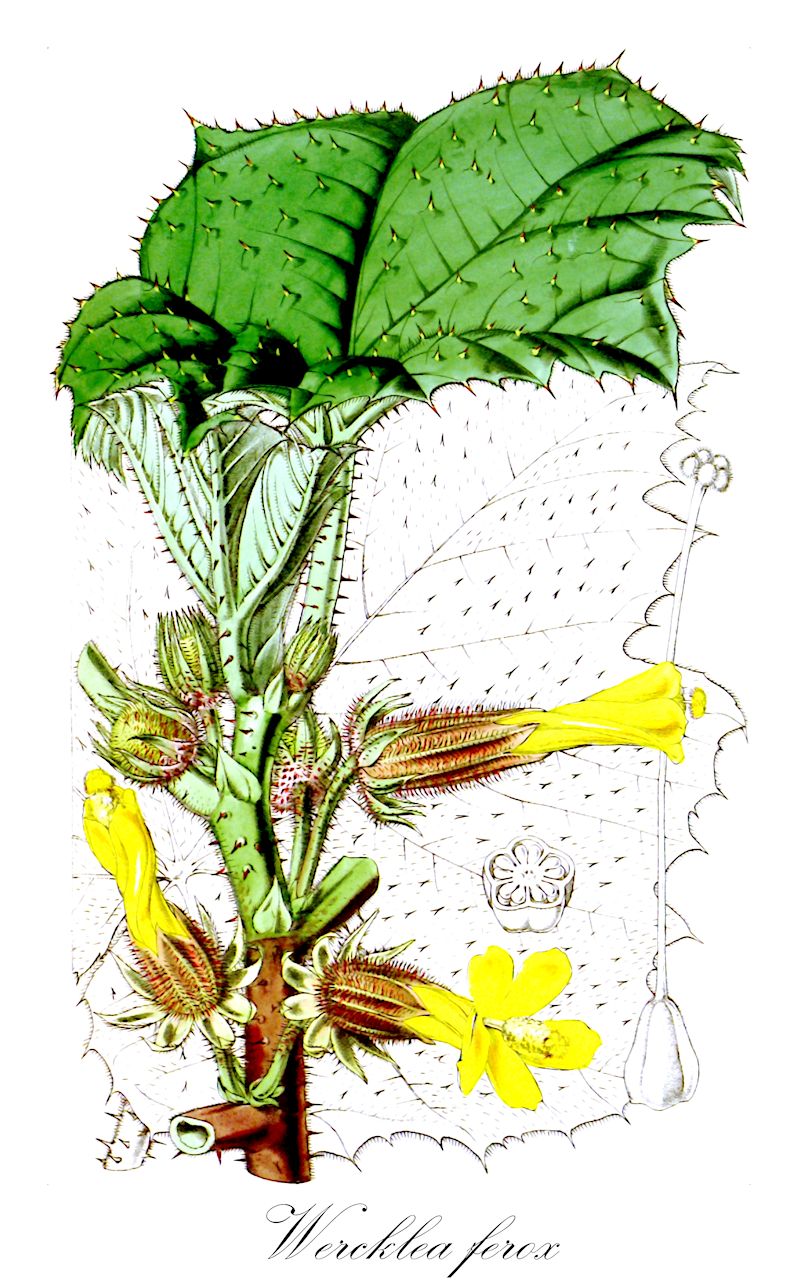 Wercklea ferox - Malvaceae,Plantae,Pteridobiotina,Angiosperms,Malvales,Malvaceae,Wercklea,Wercklea ferox,Hibiscus ferax, Hibiscus ferox, Hibiscus ferox var. genuinus, Hibiscus ferox var. metensis, Hibiscus trichomathus, Hibiscus trichromathus
