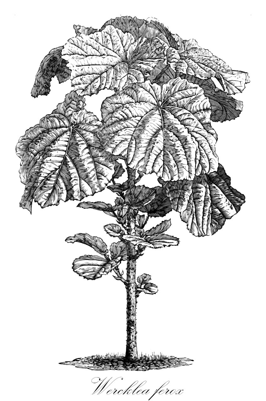 Wercklea ferox - Malvaceae,Plantae,Pteridobiotina,Angiosperms,Malvales,Malvaceae,Wercklea,Wercklea ferox,Hibiscus ferax, Hibiscus ferox, Hibiscus ferox var. genuinus, Hibiscus ferox var. metensis, Hibiscus trichomathus, Hibiscus trichromathus