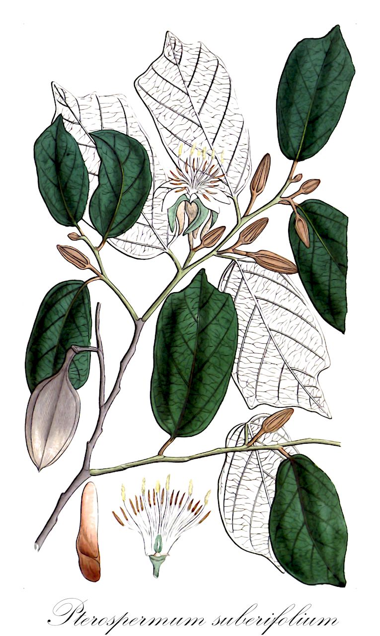 Pterospermum suberifolium - Malvaceae,Plantae,Pteridobiotina,Angiosperms,Malvales,Malvaceae,Pterospermum,Pterospermum suberifolium