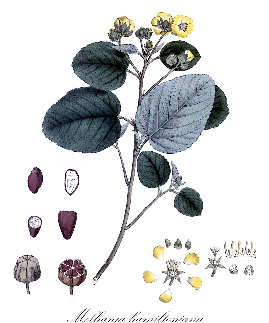 Melhania hamiltoniana - Malvaceae,Plantae,Pteridobiotina,Angiosperms,Malvales,Malvaceae,Melhania,Melhania hamiltoniana,Dombeya hamiltoniana, Melhania abutiloides, Pentaglottis tomentosa