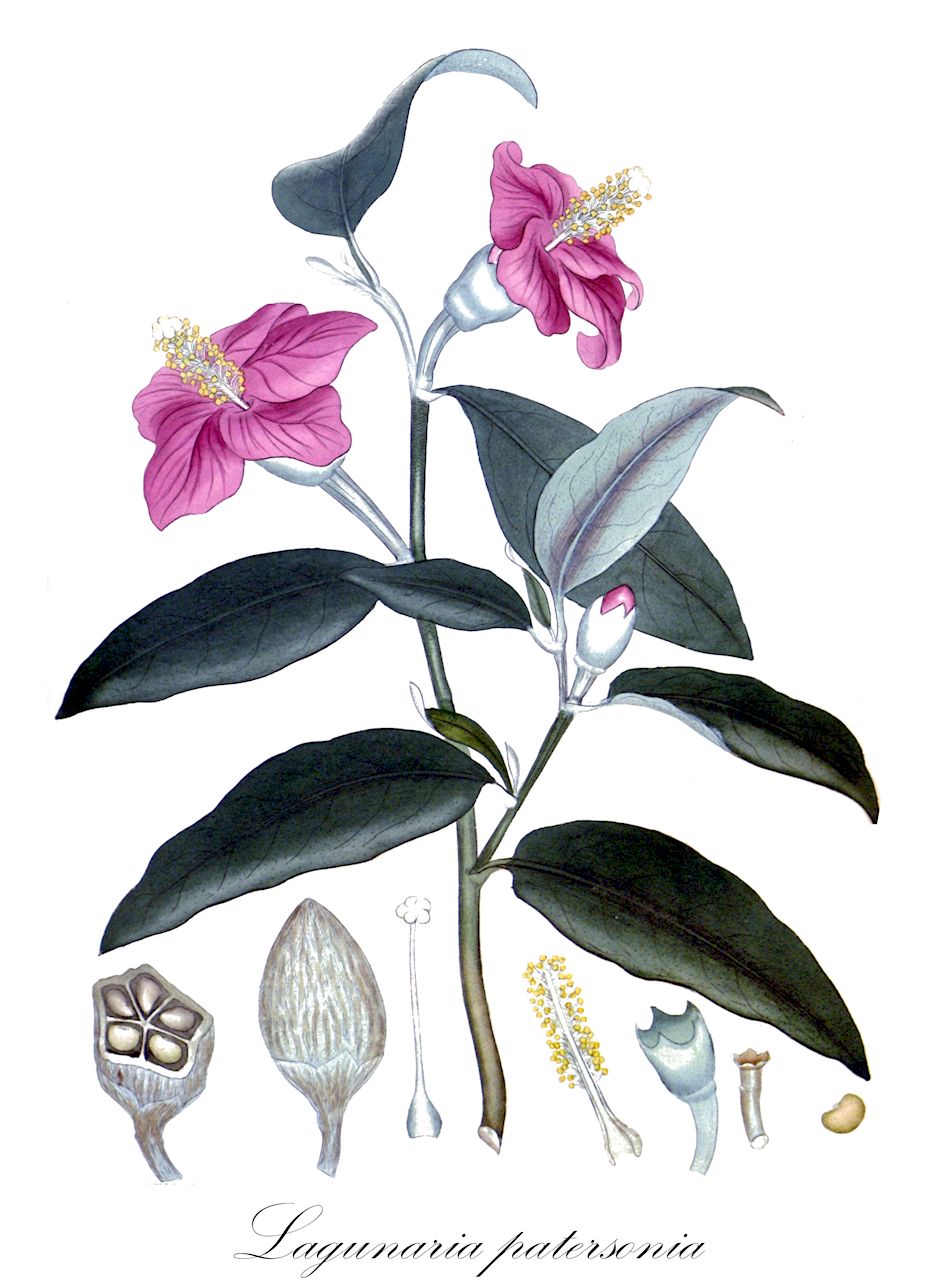 Lagunaria patersonia - Malvaceae,Plantae,Pteridobiotina,Angiosperms,Malvales,Malvaceae,Lagunaria,Lagunaria patersonia,Hibiscus patersonii, Hibiscus patersonius, Laguna patersonia, Laguna squamea, Lagunaria patersonia var. typica, Solandra squamea,Norfolkeibisch