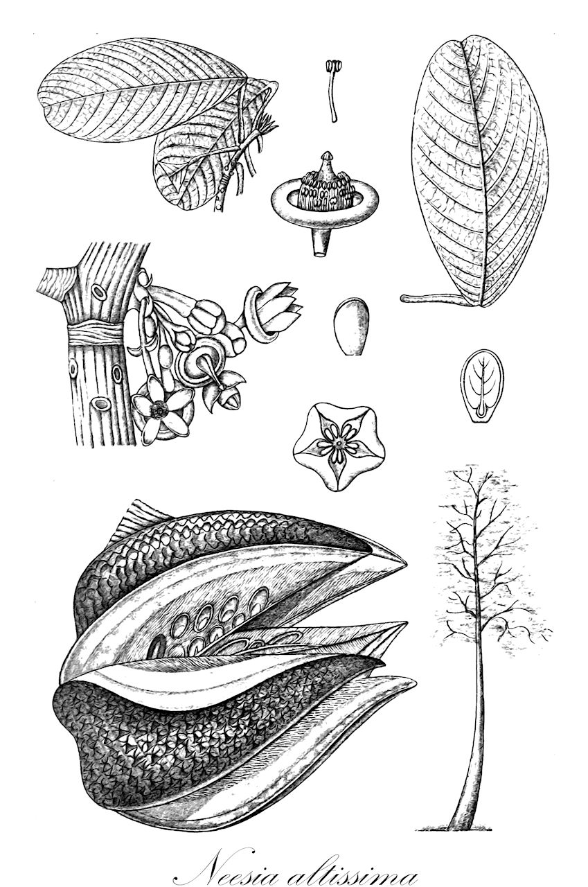 Neesia altissima - Malvaceae,Plantae,Pteridobiotina,Angiosperms,Malvales,Malvaceae,Neesia,Neesia altissima,Cotylephora altissima, Esenbeckia altissima