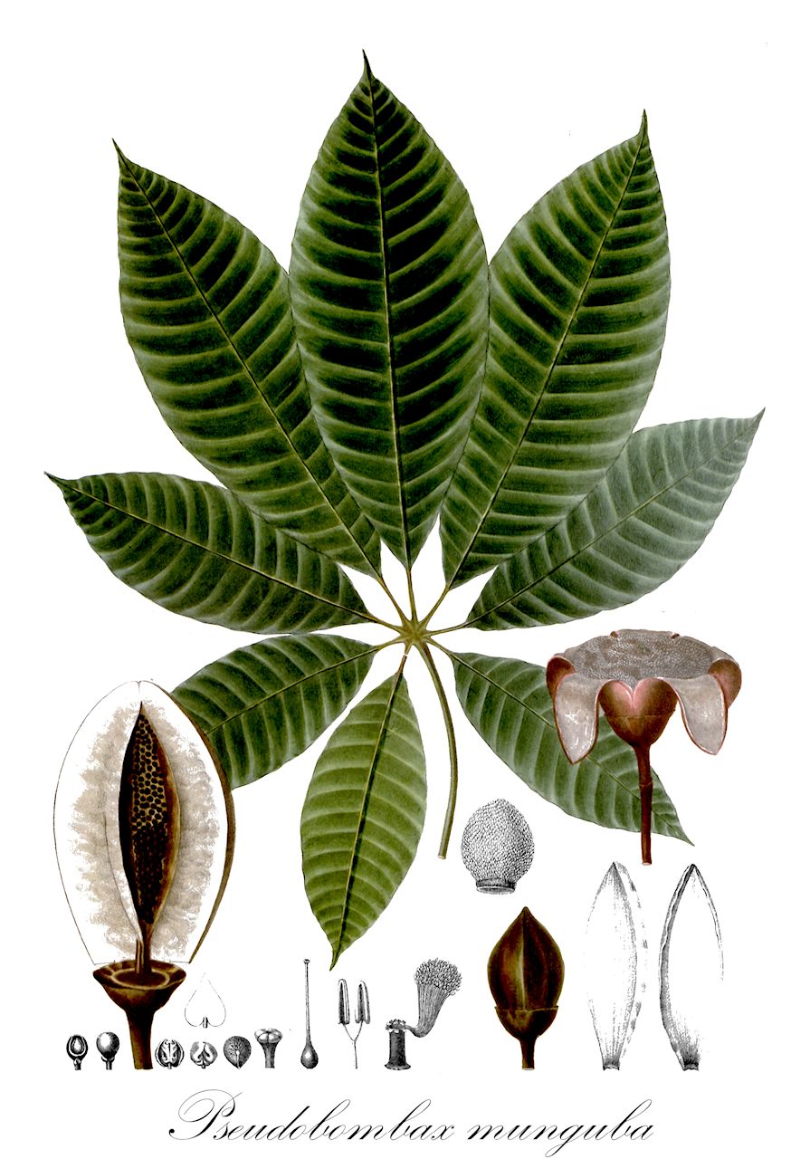 Pseudobombax munguba - Malvaceae,Plantae,Pteridobiotina,Angiosperms,Malvales,Malvaceae,Pseudobombax,Pseudobombax munguba,Bombax munguba, Pseudobombax amapaense