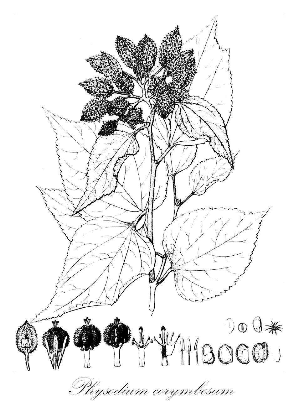 Physodium corymbosum - Malvaceae,Plantae,Pteridobiotina,Angiosperms,Malvales,Malvaceae,Physodium,Physodium corymbosum,Hermannia corymbosa, Melochia corymbosa, Melochia rhodocalyx, Physodium dubium, Riedlea corymbosa, Visenia corymbosa