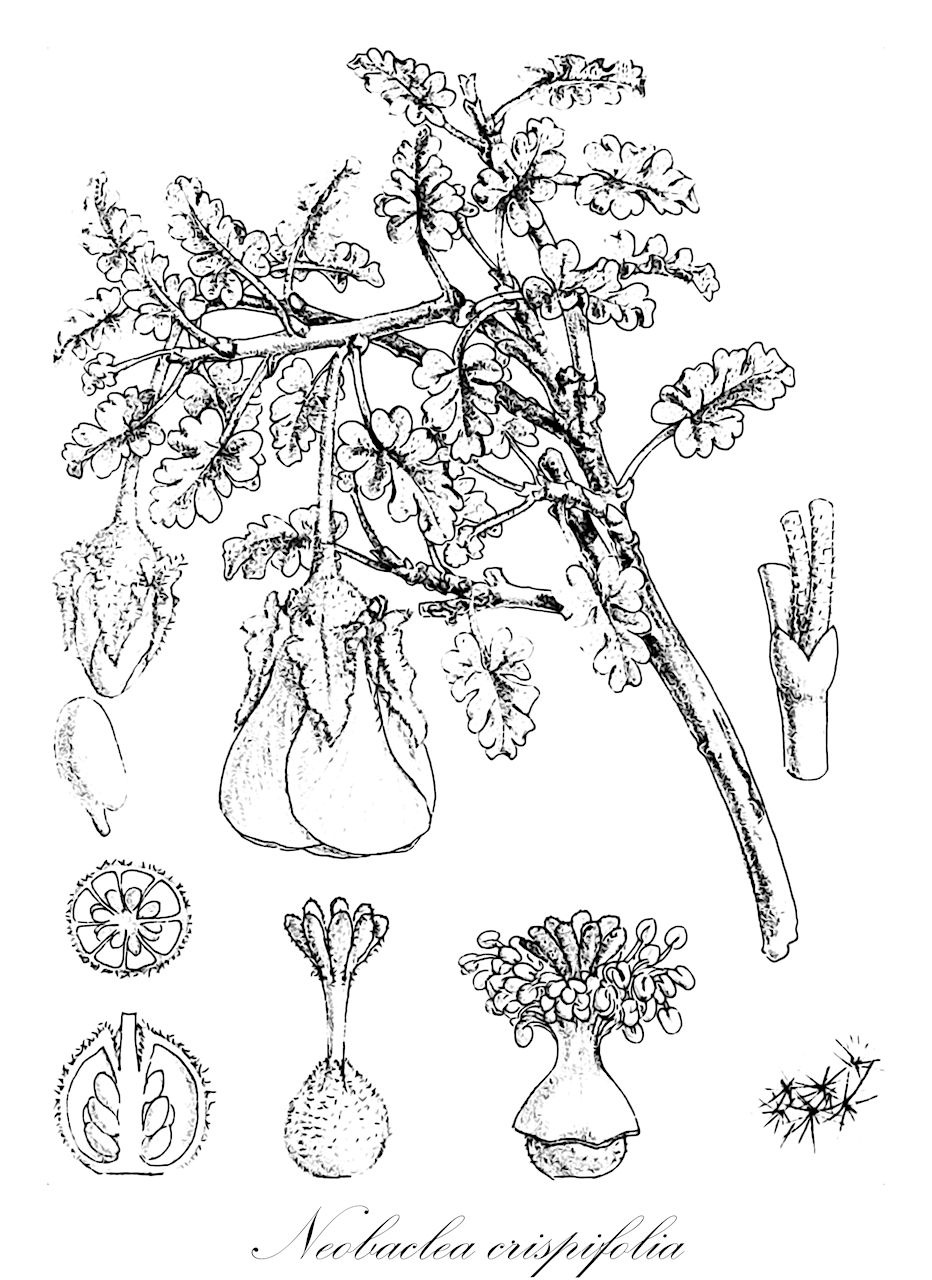 Neobaclea crispifolia - Malvaceae,Plantae,Pteridobiotina,Angiosperms,Malvales,Malvaceae,Neobaclea,Neobaclea crispifolia,Abutilon crispifolium, Abutilon vidalii, Cristaria vidalii, Neobaclea spirostegia, Sida crispifolia, Sphaeralcea crispifolia
