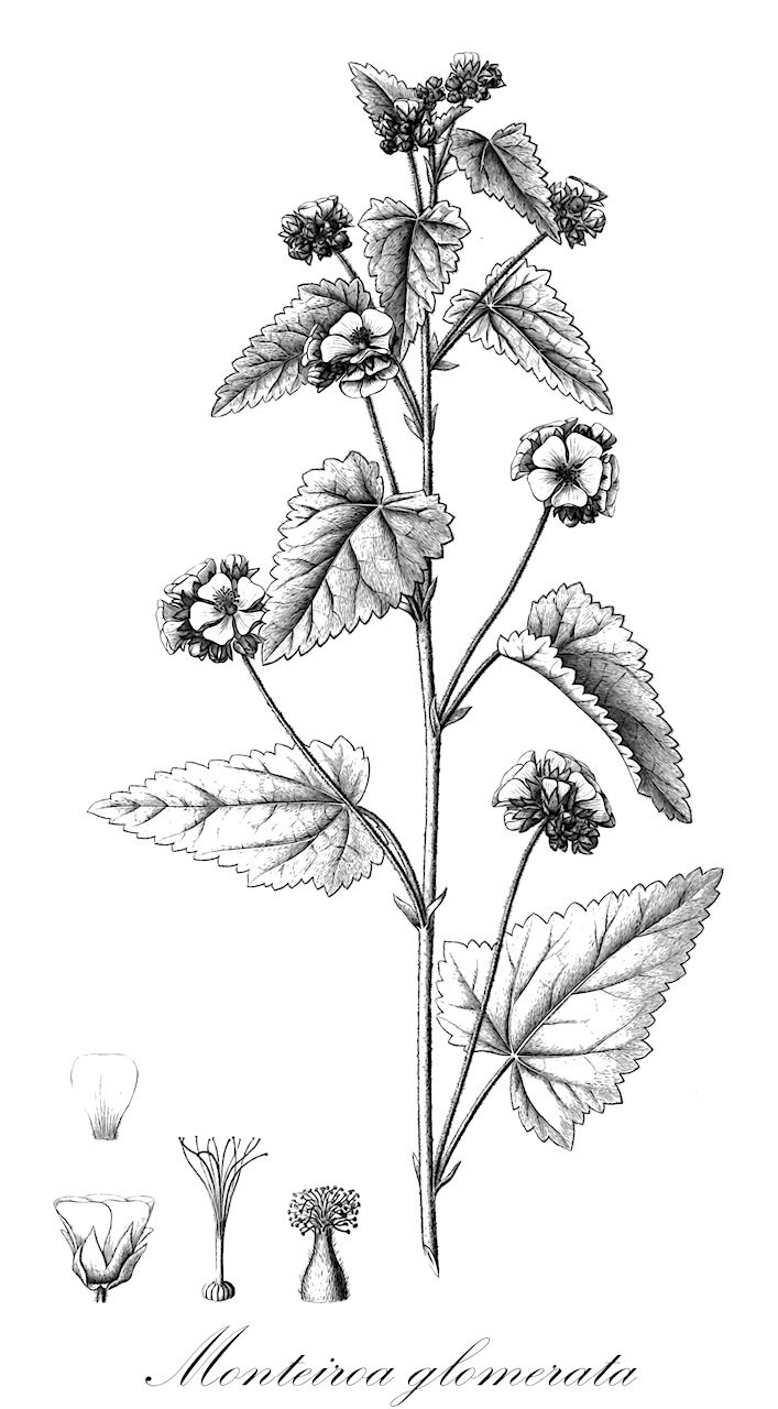 Monteiroa glomerata - Malvaceae,Plantae,Pteridobiotina,Angiosperms,Malvales,Malvaceae,Monteiroa,Monteiroa glomerata,Malva concinna, Malva glomerata, Malvastrum garckeanum, Malvastrum garckeanum var. paranense, Malvastrum glomeratum