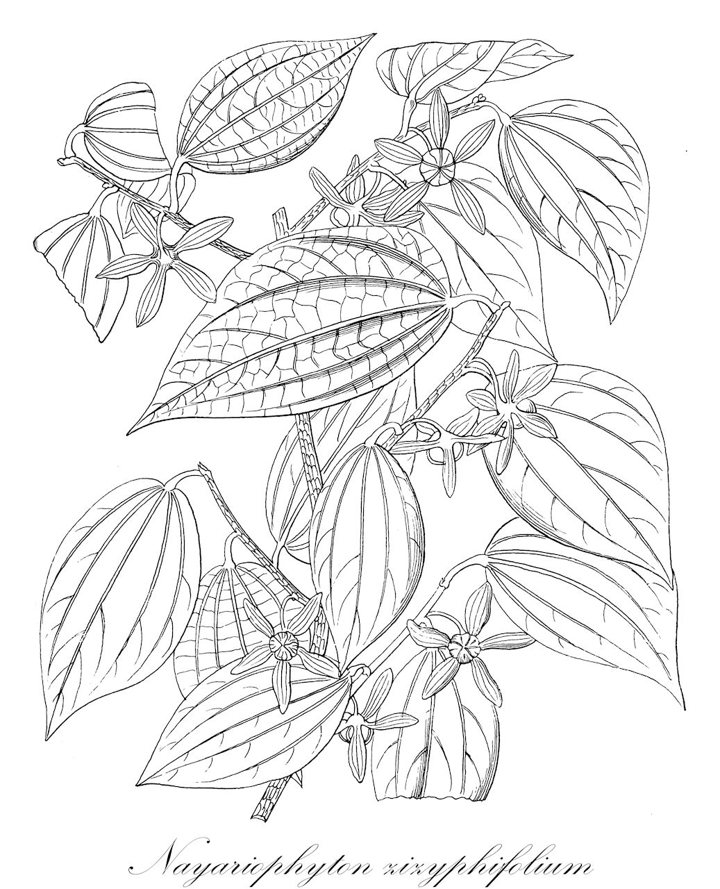 Nayariophyton zizyphifolium - Malvaceae,Plantae,Pteridobiotina,Angiosperms,Malvales,Malvaceae,Nayariophyton,Nayariophyton zizyphifolium,Dicellostyles jujubifolia, Dicellostyles zizyphifolia, Kydia jujubifolia, Kydia zizyphifolia, Nayariophyton jujubifolium