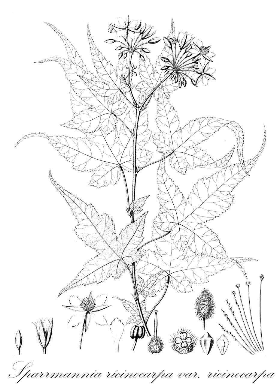 Sparrmannia ricinocarpa var. ricinocarpa - Malvaceae,Plantae,Pteridobiotina,Angiosperms,Malvales,Malvaceae,Sparrmannia,Sparrmannia ricinocarpa,Sparrmannia ricinocarpa var. ricinocarpa,Sparrmannia abyssinica, Sparrmannia abyssinica var. concolor, Sparrmannia abyssinica var. fischeri, Sparrmannia abyssinica var. hirsuta, Sparrmannia abyssinica var. micrantha, Sparrmannia palmata, Sparrmannia ricinocarpa subsp. abyssinica, Sparrmannia ricinocarpa subsp. hirsuta, Sparrmannia ricinocarpa subsp. micrantha, Sparrmannia ricinocarpa var. fischeri, Sparrmannia wittei