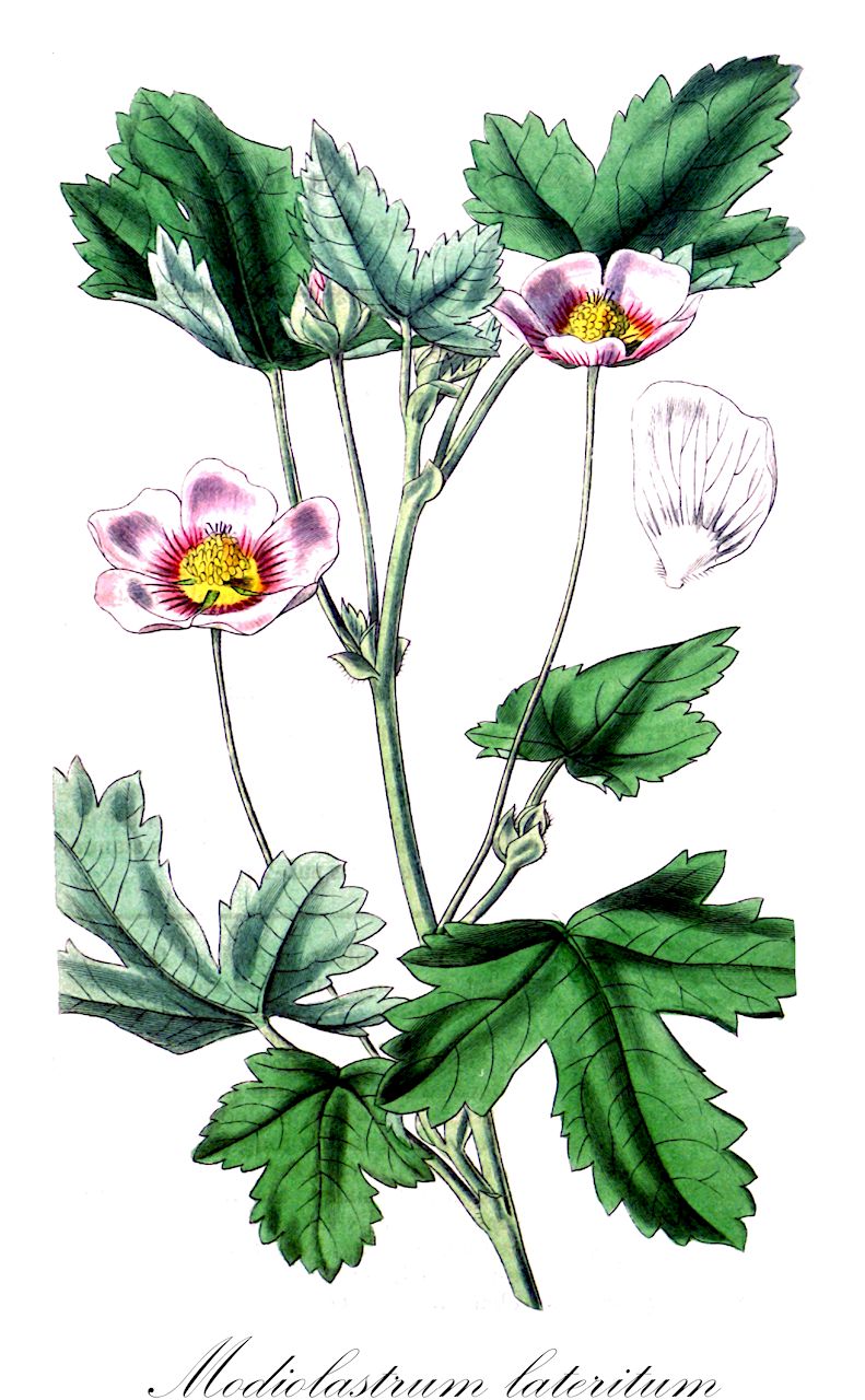 Modiolastrum lateritum - Malvaceae,Plantae,Pteridobiotina,Angiosperms,Malvales,Malvaceae,Modiolastrum,Modiolastrum lateritum,Malva lasiocarpa, Malva laterita, Malva lateritia, Malva peduncularis, Malvastrum lasiocarpum, Malvastrum lateritium, Malveopsis lateritia, Modiola laterita
