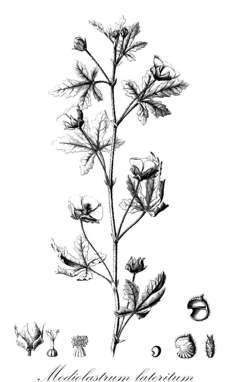 Modiolastrum lateritum - Malvaceae,Plantae,Pteridobiotina,Angiosperms,Malvales,Malvaceae,Modiolastrum,Modiolastrum lateritum,Malva lasiocarpa, Malva laterita, Malva lateritia, Malva peduncularis, Malvastrum lasiocarpum, Malvastrum lateritium, Malveopsis lateritia, Modiola laterita