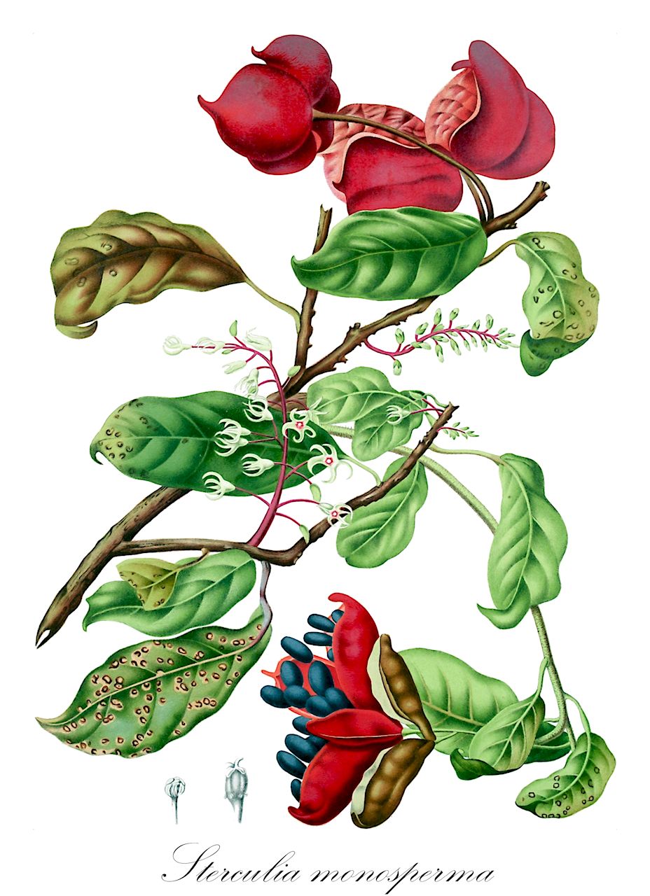 Sterculia monosperma - Malvaceae,Plantae,Pteridobiotina,Angiosperms,Malvales,Malvaceae,Sterculia,Sterculia monosperma,Clompanus monosperma