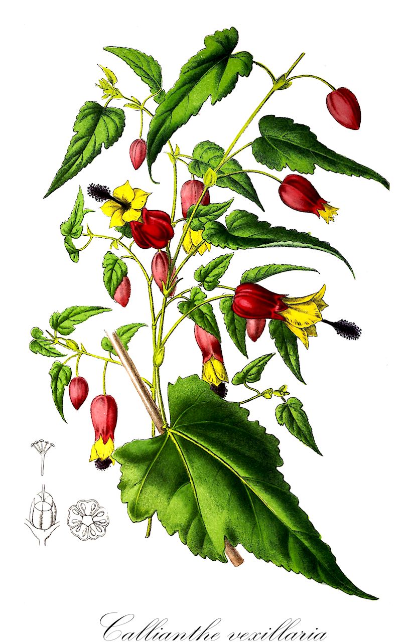 Callianthe vexillaria - Malvaceae,Plantae,Pteridobiotina,Angiosperms,Malvales,Malvaceae,Callianthe,Callianthe vexillaria,Abutilon vexillarium