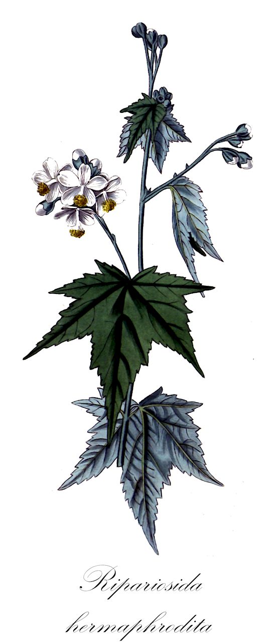 Ripariosida hermaphrodita - Malvaceae,Plantae,Pteridobiotina,Angiosperms,Malvales,Malvaceae,Ripariosida,Ripariosida hermaphrodita,Napaea hermaphrodita, Sida hermaphrodita, Sida napaea,virginia mallow;сида гермафродитная;сида обоеполая;ślavowiec pensylwański;amerikai barsonymalyva;vlákeň oboupohlavná;sida obojpohlavná;сіда багаторічна