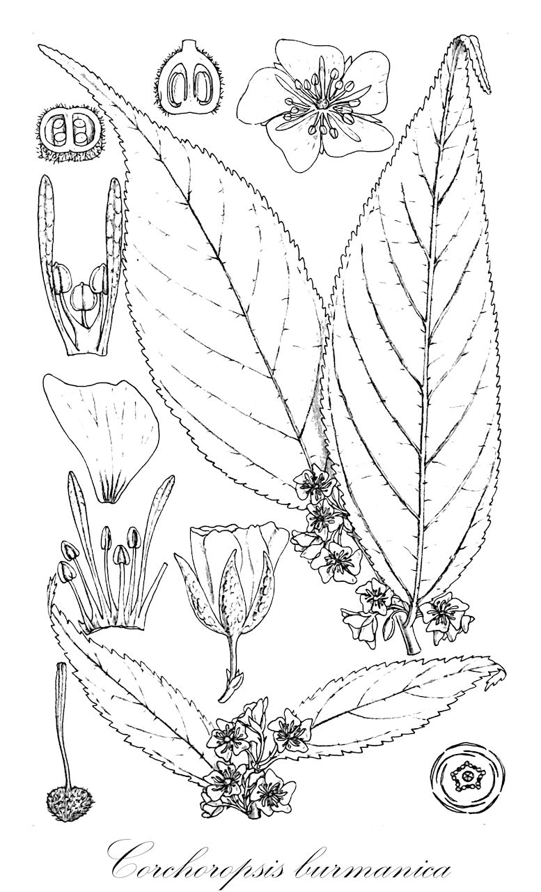 Corchoropsis burmanica - Malvaceae,Plantae,Pteridobiotina,Angiosperms,Malvales,Malvaceae,Corchoropsis,Corchoropsis burmanica,Paradombeya burmanica, Paradombeya multiflora