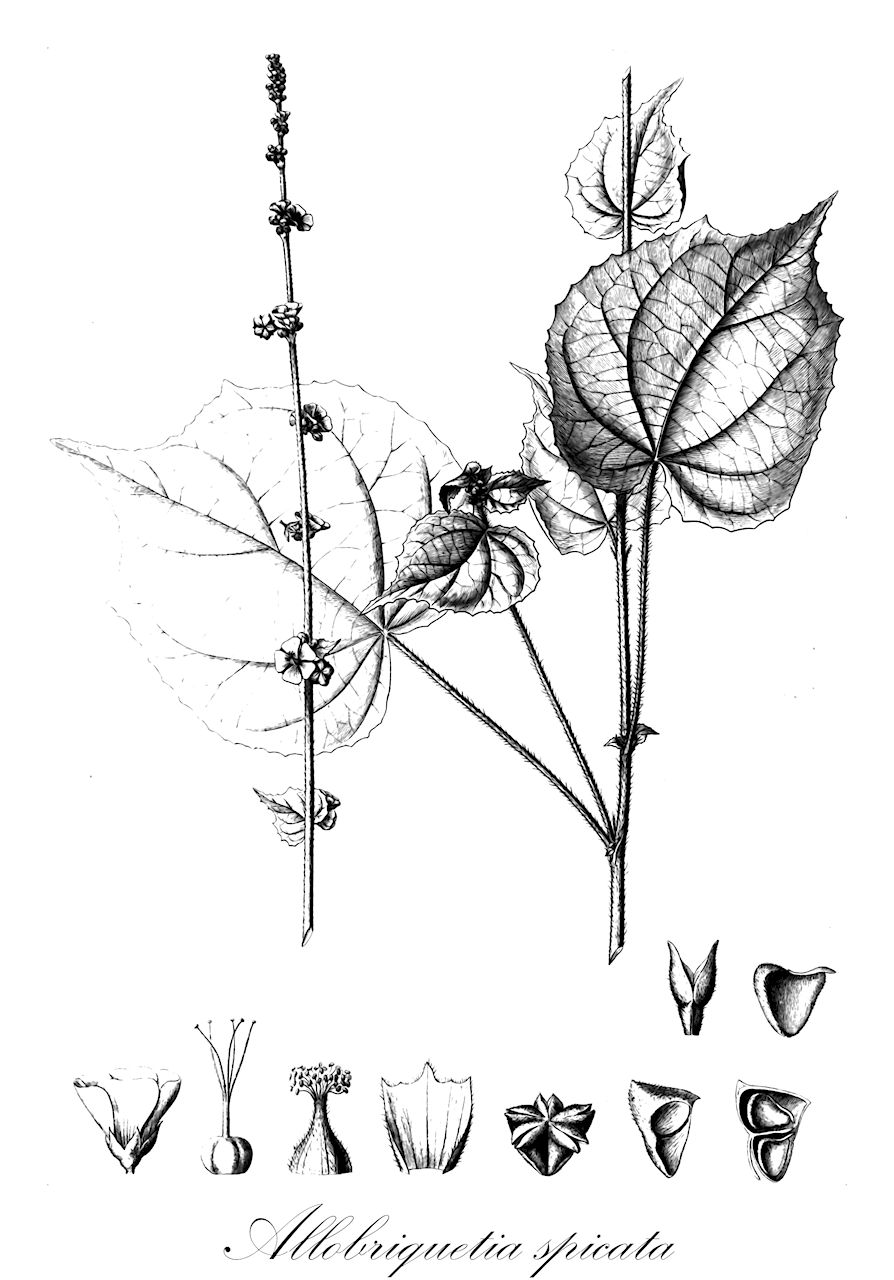 Allobriquetia spicata - Malvaceae,Plantae,Pteridobiotina,Angiosperms,Malvales,Malvaceae,Allobriquetia,Allobriquetia spicata,Abutilon spicatum, Briquetia spicata, Briquetiastrum spicatum, Pseudabutilon spicatum, Sida amplexicaulis, Sida spicata, Sida spiciflora, Wissadula elongata, Wissadula gymnostachya, Wissadula jamesonii, Wissadula spicata, Wissadula spiciflora