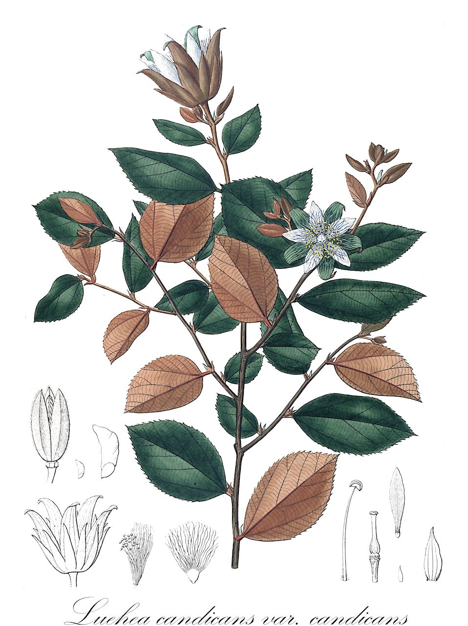 Luehea candicans var. candicans - Malvaceae,Plantae,Pteridobiotina,Angiosperms,Malvales,Malvaceae,Luehea,Luehea candicans,Luehea candicans var. candicans,Luehea microphylla, Luehea uniflora, Luehea villosa