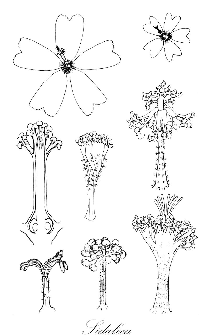 Sidalcea - Malvaceae,Plantae,Pteridobiotina,Angiosperms,Malvales,Malvaceae,Sidalcea,Hesperalcea,Präriemalve;checker mallow;checkerbloom
