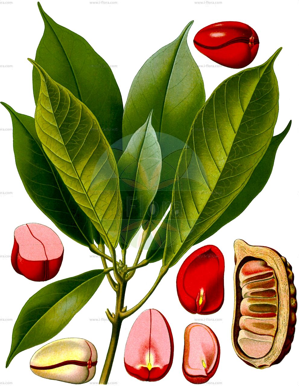 Cola acuminata - Malvaceae,Plantae,Pteridobiotina,Angiosperms,Malvales,Malvaceae,Cola,Cola acuminata,Bichea acuminata, Bichea solitaria, Bichea sulcata, Braxipis grandiflora, Clompanus longifolia, Cola acuminata var. grandiflora, Cola acuminata var. kamerunensis, Cola acuminata var. trichandra, Cola grandiflora, Cola ledermannii, Cola macrocarpa, Cola pseudoacuminata, Colaria acuminata, Edwardia acuminata, Edwardia lurida, Helicteres paniculata, Icosinia paniculata, Lunanea bichy, Siphoniopsis monoica, Southwellia longifolia, Sterculia acuminata, Sterculia grandiflora, Sterculia macrocarpa,Gurra;Kolanuss;Ombéné