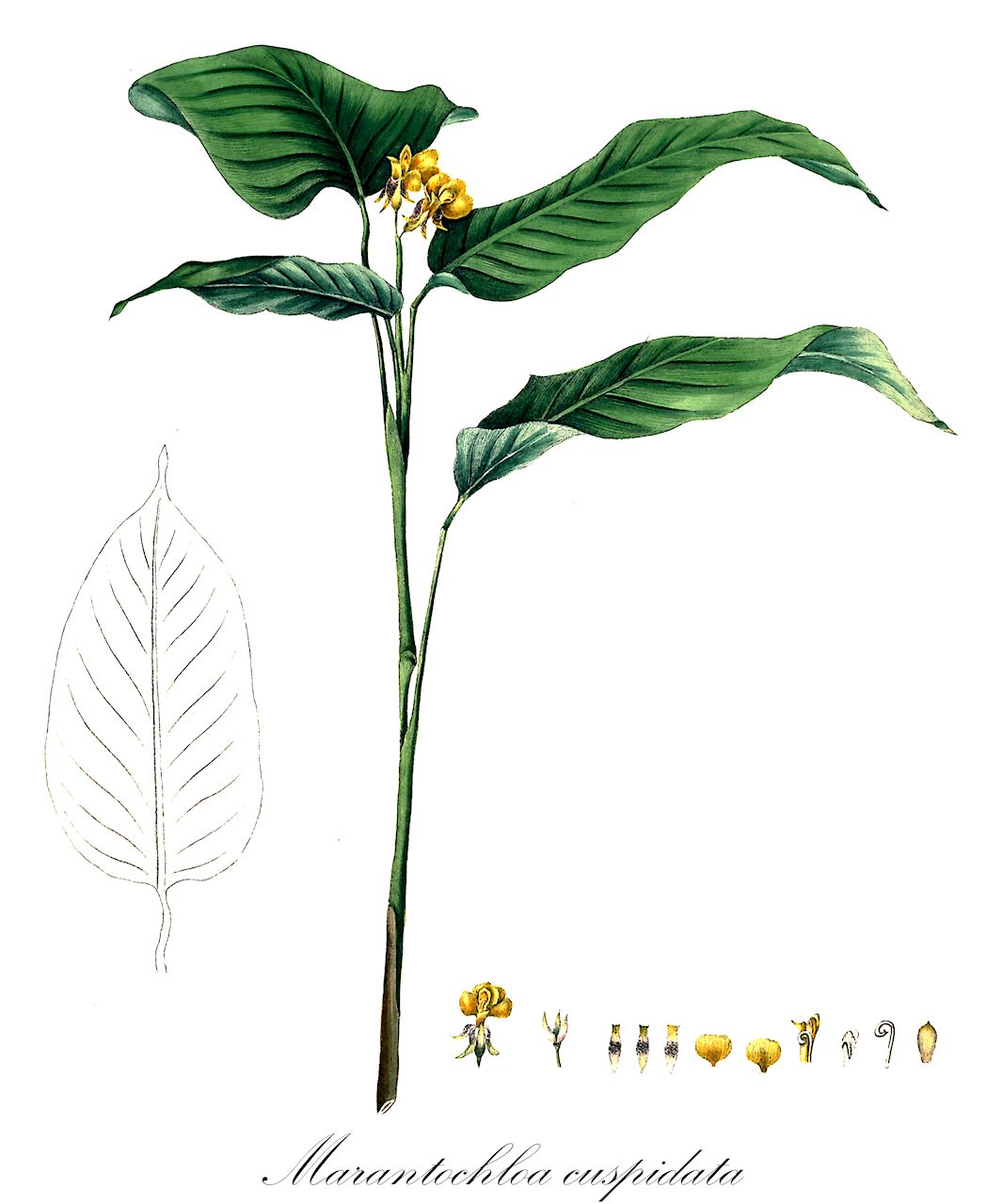 Marantochloa cuspidata - Marantaceae,Plantae,Pteridobiotina,Angiosperms,Zingiberales,Marantaceae,Marantochloa,Marantochloa cuspidata,Arundastrum cuspidatum, Clinogyne arcta, Clinogyne chrysantha, Clinogyne cuspidata, Clinogyne flexuosa, Donax cuspidata, Maranta cuspidata, Maranta flexuosa, Marantochloa flexuosa, Phrynium flexuosum, Phyllodes flexuosa