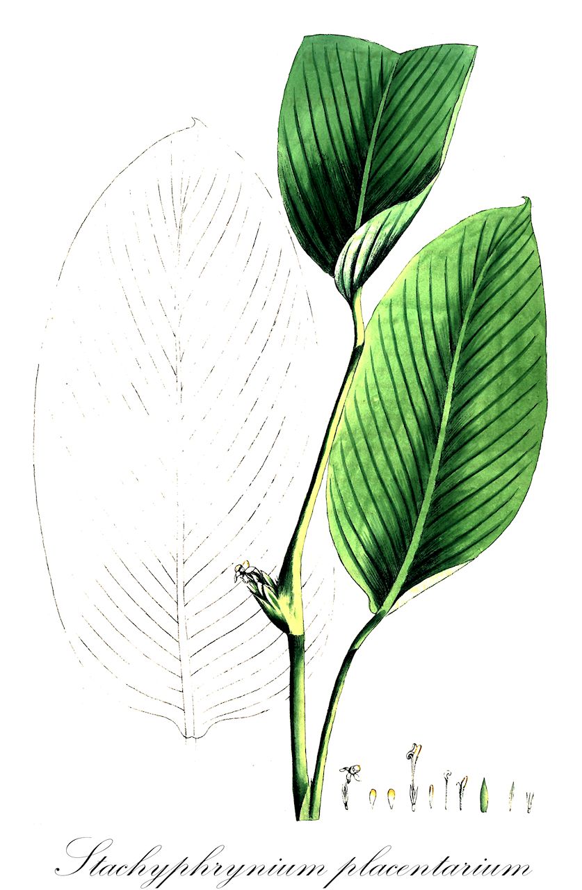 Stachyphrynium placentarium - Marantaceae,Plantae,Pteridobiotina,Angiosperms,Zingiberales,Marantaceae,Stachyphrynium,Stachyphrynium placentarium,Maranta parviflora, Maranta placentaria, Phrynium densiflorum, Phrynium densiflorum, Phrynium glabrum, Phrynium parviflorum, Phrynium placentarium, Phrynium sinicum, Phrynium tetranthum, Phyllodes densiflora, Phyllodes placentaria