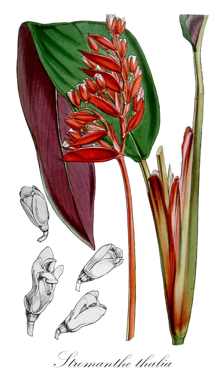 Stromanthe thalia - Marantaceae,Plantae,Pteridobiotina,Angiosperms,Zingiberales,Marantaceae,Stromanthe,Stromanthe thalia,Heliconia thalia, Maranta sanguinea, Maranta spectabilis, Phrynium sanguineum, Stromanthe sanguinea, Stromanthe sanguinea f. spectabilis, Stromanthe spectabilis, Thalia sanguinea, Thalia spectabilis,Blumenmaranthe
