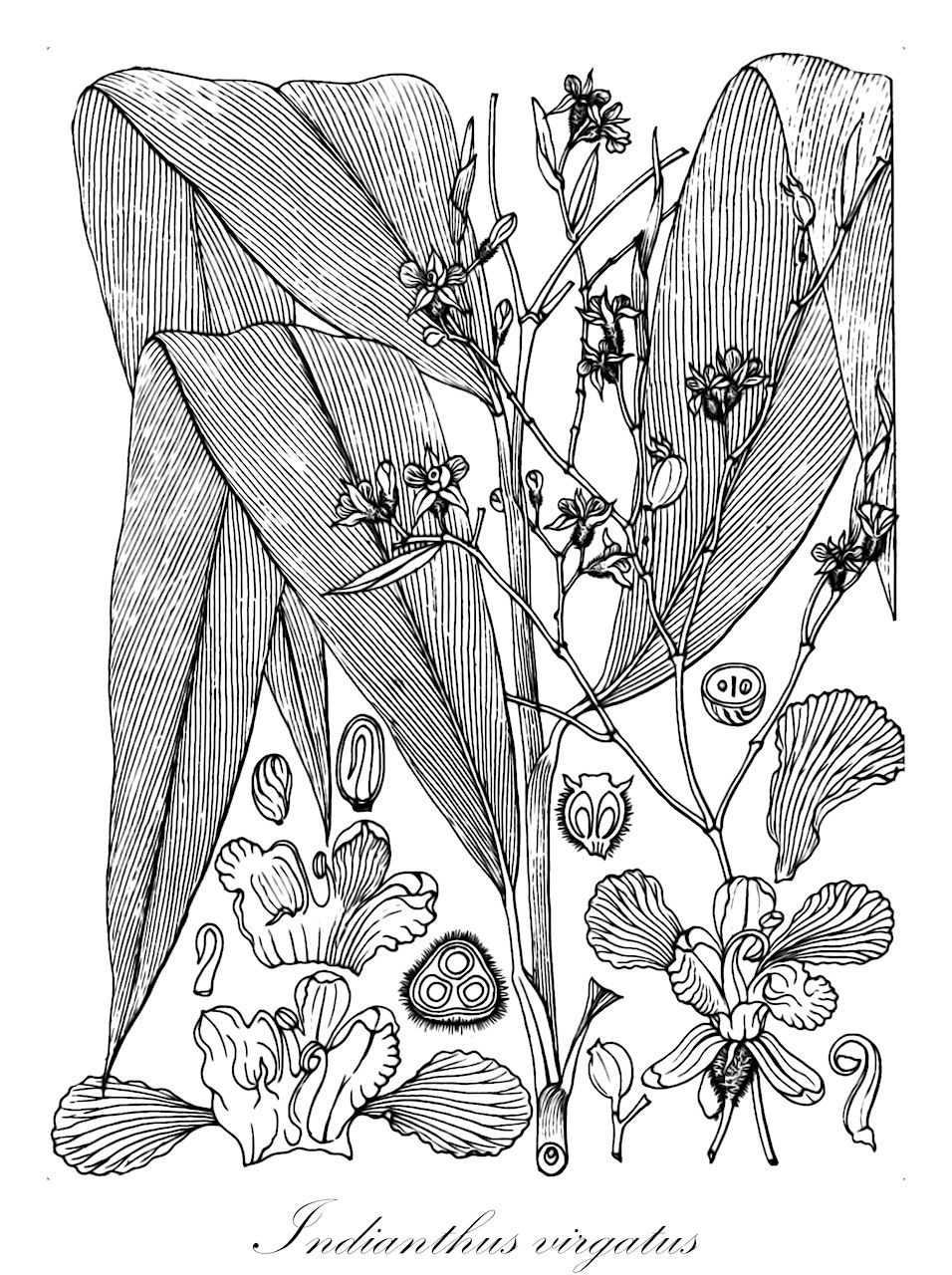 Indianthus virgatus - Marantaceae,Plantae,Pteridobiotina,Angiosperms,Zingiberales,Marantaceae,Indianthus,Indianthus virgatus,Arundastrum virgatum, Clinogyne virgata, Donax virgata, Donax virgata, Maranta virgata, Maranta virgata, Maranta virgata, Phrynium virgatum, Phyllodes virgata, Schumannianthus virgatus