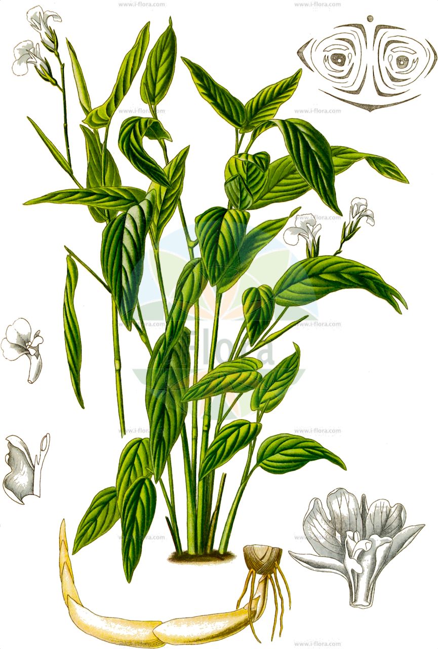 Maranta arundinacea - Marantaceae,Plantae,Pteridobiotina,Angiosperms,Zingiberales,Marantaceae,Maranta,Maranta arundinacea,Maranta arundinacea f. sylvestris, Maranta arundinacea var. arundinacea, Maranta arundinacea var. indica, Maranta arundinacea var. variegata, Maranta indica, Maranta minor, Maranta ramosissima, Maranta silvatica, Maranta sylvatica, Phrynium variegatum,Maranta;Pfeilwurz;arrowroot