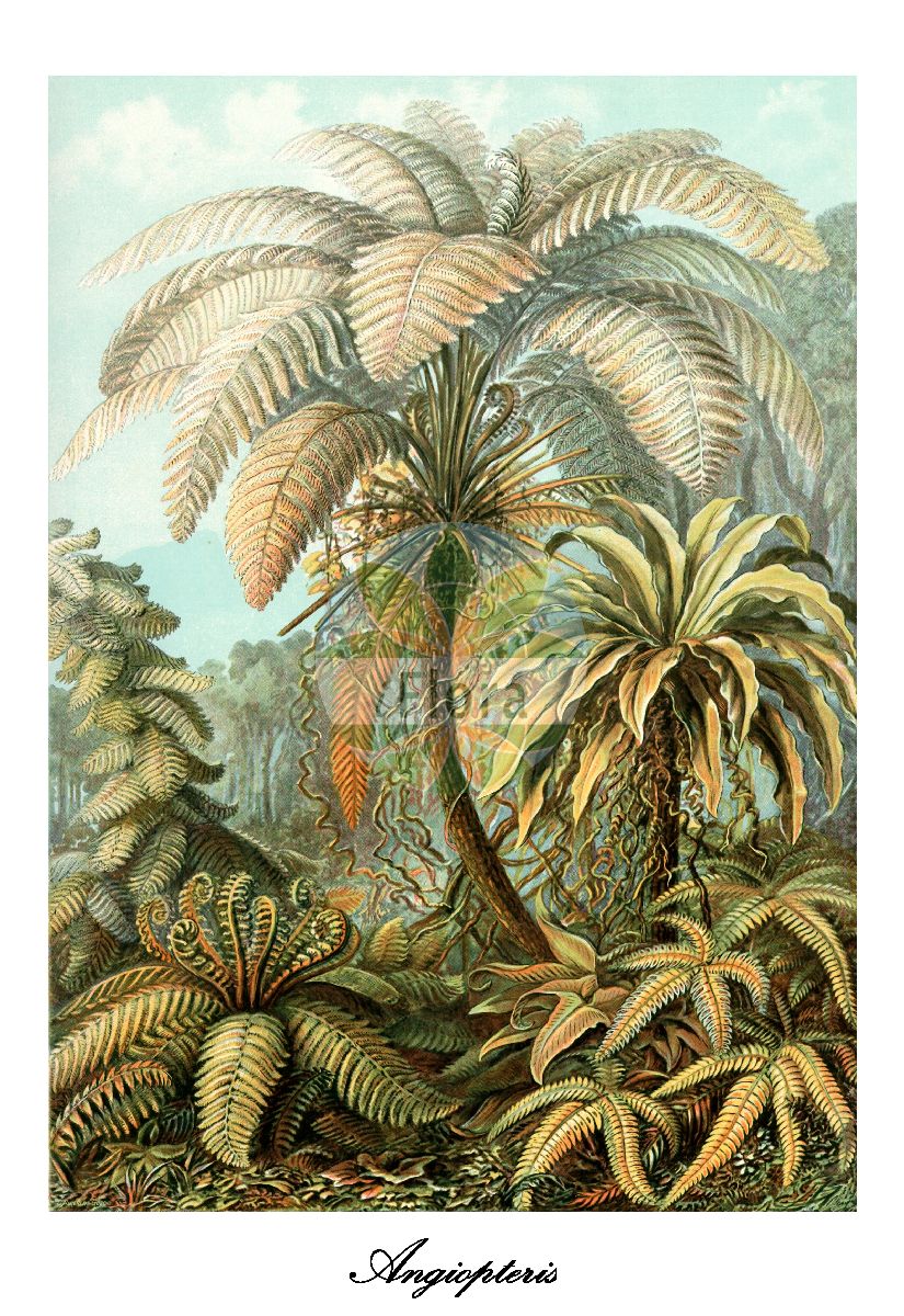 Angiopteris - Marattiaceae,Plantae,Pteridobiotina,Polypodiophyta,Polypodiopsida,Marattiidae,Marattiales,Marattiaceae,Angiopteris,Archangiopteris, Macroglossum, Protangiopteris, Protomarattia, Psilodochea