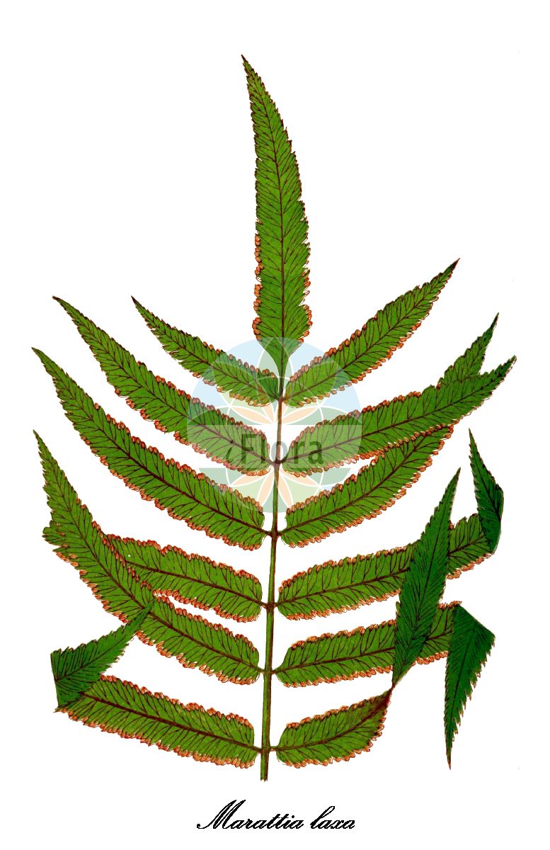 Marattia laxa - Marattiaceae,Plantae,Pteridobiotina,Polypodiophyta,Polypodiopsida,Marattiidae,Marattiales,Marattiaceae,Marattia,Marattia laxa,Gymnotheca laxa