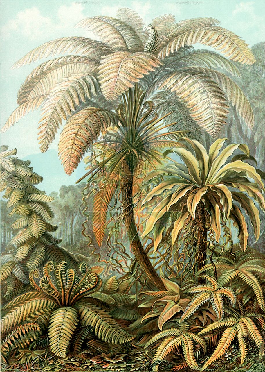 Angiopteris - Marattiaceae,Plantae,Pteridobiotina,Polypodiophyta,Polypodiopsida,Marattiidae,Marattiales,Marattiaceae,Angiopteris,Archangiopteris, Macroglossum, Protangiopteris, Protomarattia, Psilodochea