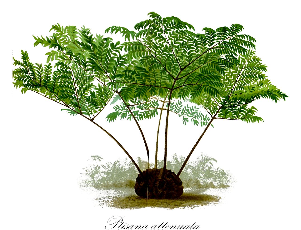 Ptisana attenuata - Marattiaceae,Plantae,Pteridobiotina,Polypodiophyta,Polypodiopsida,Marattiidae,Marattiales,Marattiaceae,Ptisana,Ptisana attenuata,Marattia acuminata, Marattia attenuata
