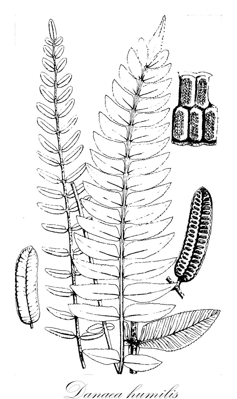 Danaea humilis - Marattiaceae,Plantae,Pteridobiotina,Polypodiophyta,Polypodiopsida,Marattiidae,Marattiales,Marattiaceae,Danaea,Danaea humilis,Danaea serrulata