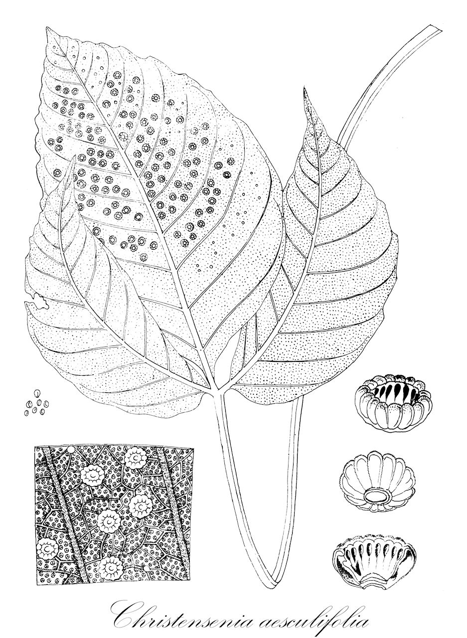 Christensenia aesculifolia - Marattiaceae,Plantae,Pteridobiotina,Polypodiophyta,Polypodiopsida,Marattiidae,Marattiales,Marattiaceae,Christensenia,Christensenia aesculifolia,Aspidium aesculifolium, Christensenia aesculifolia subsp. korthalsii, Christensenia assamica, Kaulfussia korthalsii