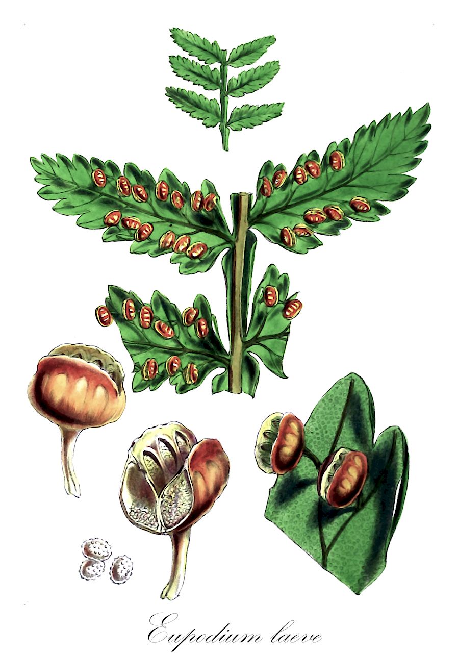 Eupodium laeve - Marattiaceae,Plantae,Pteridobiotina,Polypodiophyta,Polypodiopsida,Marattiidae,Marattiales,Marattiaceae,Eupodium,Eupodium laeve,Discostegia laevis, Marattia alata var. laevis, Marattia laevis, Myriotheca laevis
