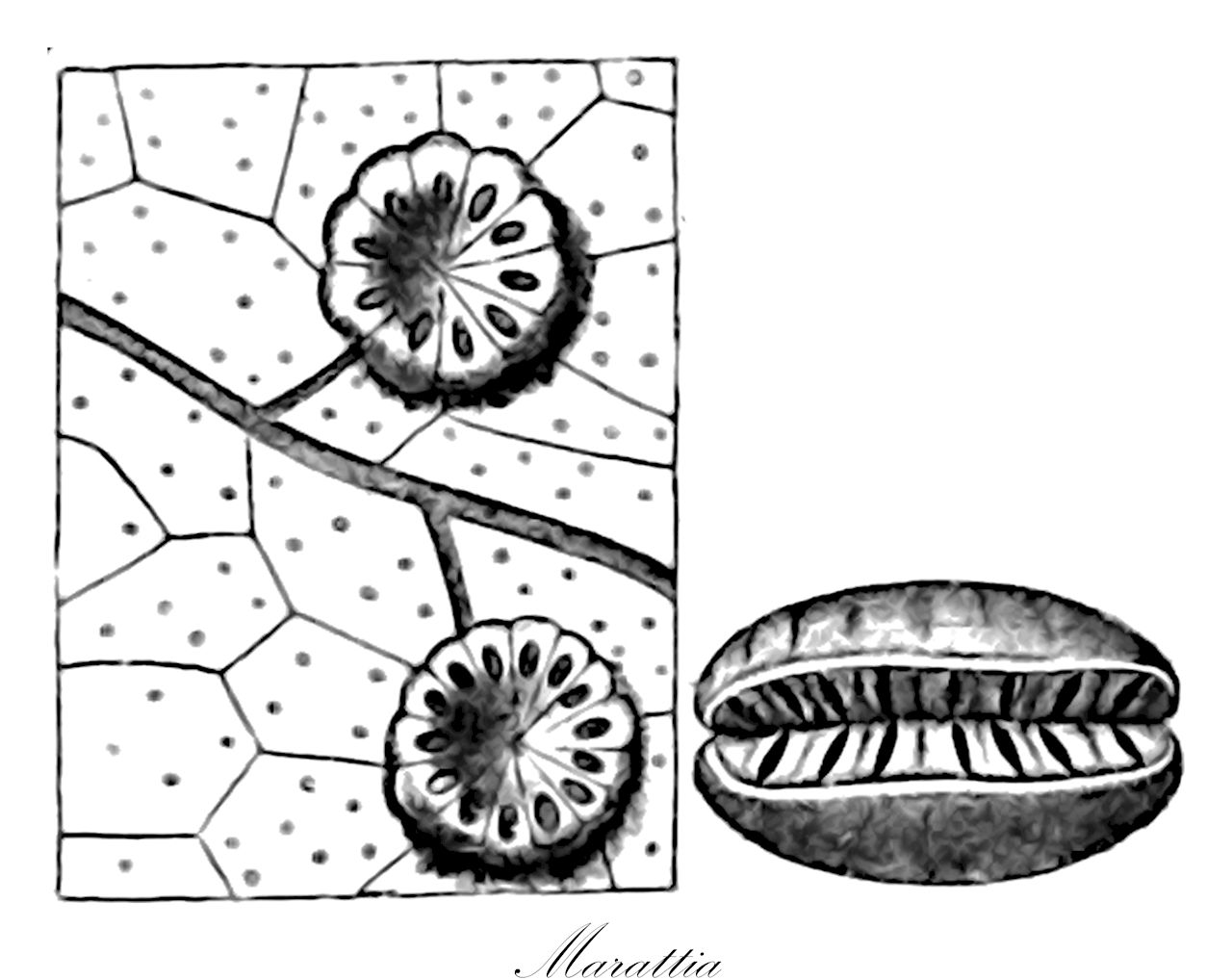 Marattia - Marattiaceae,Plantae,Pteridobiotina,Polypodiophyta,Polypodiopsida,Marattiidae,Marattiales,Marattiaceae,Marattia,Celanthera, Discostegia, Gymnotheca, Stibasia